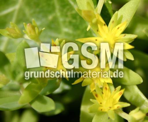 Mauerpfeffer-1.jpg